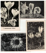 04-AU53-Flora-Kwiaty chronione