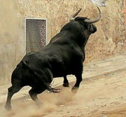 MASTERBULL INTENSIV opas byk intensywny tucz ( bez kiszonki z kukurydzy )