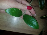 Hoya Hoja verticillata albomarginata cięta