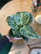 Philodendron Birkin