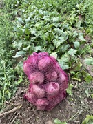 Buraczki czerwone Wodan 12,5 kg