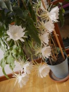 Królowa Nocy Epiphyllum oxypetalum -roczne rośliny w doniczce