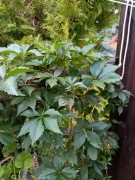 winobluszcz pięciolistkowy,