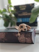 Zakładka do książki beżowy piesek wykonany ręcznie na szydełku 