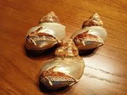 Muszelki rzeźbione, delfin