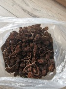 Szyszki olchy czarnej do akwarium