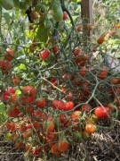 Pomidor megagroniasty czerwony nasiona kolekcjonerskie