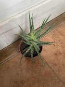 Aloe 'Jurrasic Chameleon' Aloes