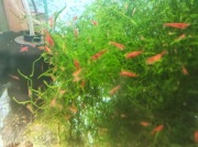 Zestaw krewetek Red Cherry 10sztuk 