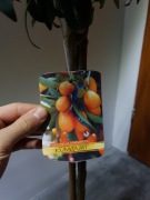 Kumkwat  Margarita  mandarynka, drzewko  cytrusowe,  cytryna  