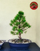 Sosna pospolita Pinus sylvetris VIRIDIS 55cm formowana na wzór bonsai