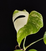 Monstera Deliciosa borsigiana albo variegata