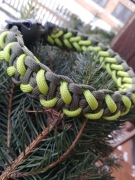 Obroże Paracord dla psa 