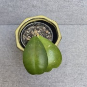 Hoya kerrii hoja kerri 