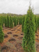 Tuja szmaragd 220-240cm tuje szmaragdowe thuja 