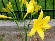 Liliowiec wczesny majowy , 1 sztuka, kopane.