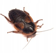 Karaczan argentyński dubia dorosłe samice 100 szt.