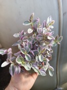 trzykrotka albiflora sweetness s