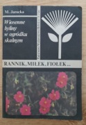 Wiosenne byliny w ogródku skalnym. Rannik, miłek, fiołek...