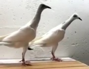 Szeki Adeno chudnięcie kręciek pomogę 