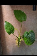 Anubias BARTERI - Własna Hodowla - PROMOCJA