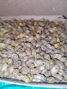 Murarka rogata - kokony 