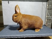 Samiec Nowozelandzki Czerwony- krycie 