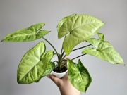 Wielkie Syngonium White Butterfly w hydroponice 