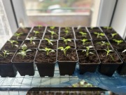 Papryka Stożkowa Czerwona Słodka - Sadzonka