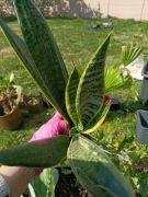 sansevieria sansewieria szable #3