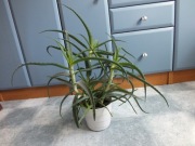 ALOES DRZEWIASTY sukulent roślina doniczkowa wys.50cm dużo odnóg ,kwiat