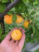 Dawne stare odmiany śliwy drzewka owocowe Renkloda Ulena, Opal, Stanley 