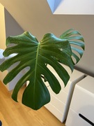 Monstera Deliciosa Mint (szczyt)