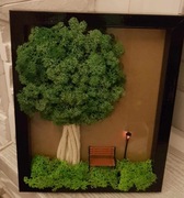 Żywy obraz mech chrobotek drzewko szczęścia  