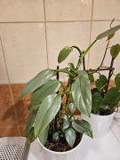 Filodendron x 2 silver queen i brasil