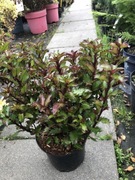 Nisko rosnący ostrokrzew Little Rascal