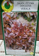 Sałata liściowa dębolistna