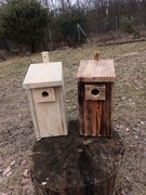 Budka lęgowa dla ptaków