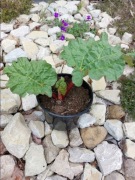 Sadzonka rabarbaru malinowego lider 