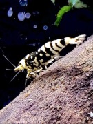 Black Fancy Tiger - krewetki Caridina