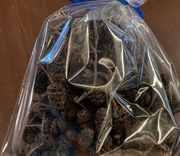 szyszki olchy czarnej