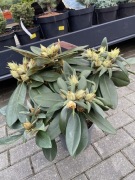 Rododendron Vollblut piękne kwiaty