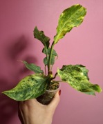 Anthurium plowmanii Wave Of Love marble Variegata 