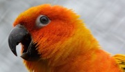Platynowy numer Orange Pre Paid 605 46 0000