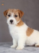 Jack Russell terrier ZKwP FCI suczka w.szorstki