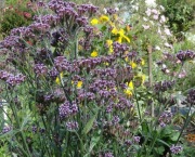 Werbena patagońska Verbena bonariensis 200 n/23