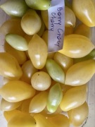 Pomidor Barry’s Crazy Cherry kolekcjonerskie nasiona