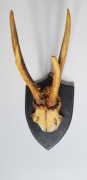 Czaszka z porożem jelenia
