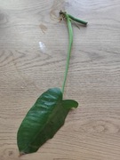 Philodendron Jose Buono Variegata Filodendron cięta sadz