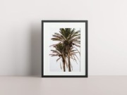 Fotoplakat PALMY 30x45 bez ramy